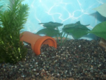 fishtank1.jpg