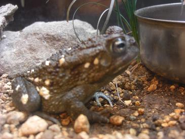 spottedfrog.jpg