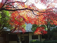 1211kosakatei