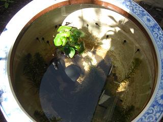 0427tadpoles1.jpg