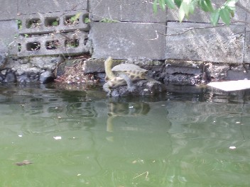 senzokuiketurtle.jpg