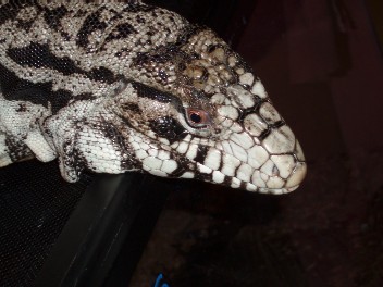 tegu.jpg