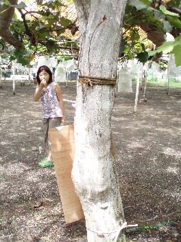 mimigrapetree.jpg