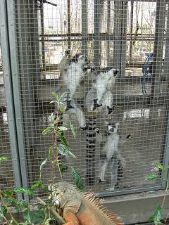 030709bioriumiggy5.jpg
