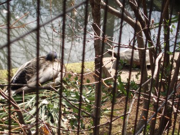 0317duck.jpg