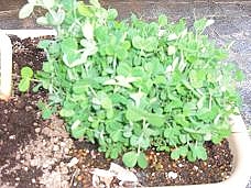 0425green2