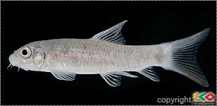 fish.jpg