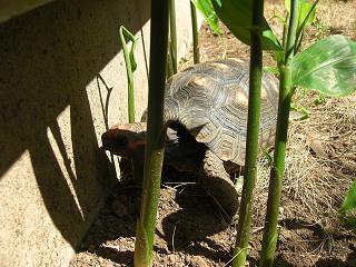 0427figgy1.jpg