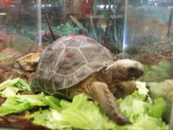 ecoaldabra.jpg