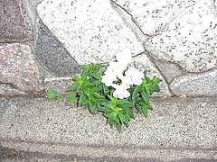 0425flower