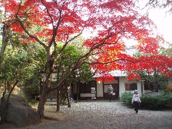 1202autumnleaves.jpg