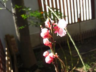 0320apricot.jpg