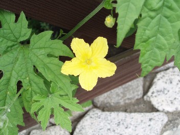 0608flower.jpg