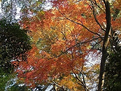 1211autumnleaves4