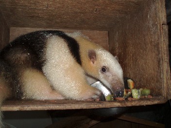 anteater.jpg