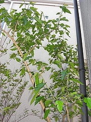 0508mulbery