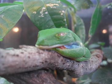 redeyetreefrog.jpg