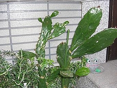 0425cucus