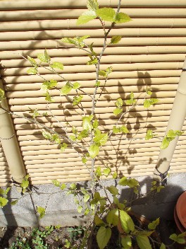 0401kuwa.jpg