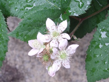 0608flower2.jpg