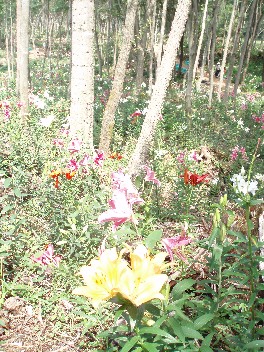 0821lilypark.jpg