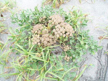 plants.jpg