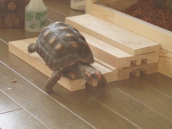 step.jpg