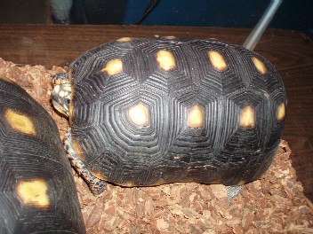 Reptile2006Jan_2.jpg