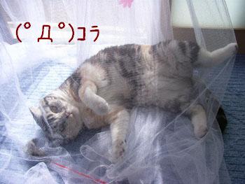 img20060420.jpg