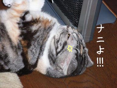 img20061121_4.jpg
