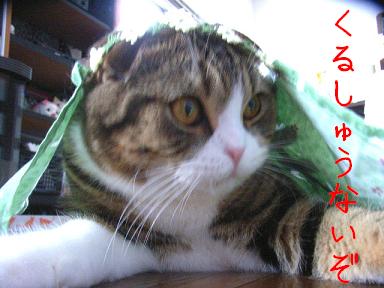 img20060707_5.jpg