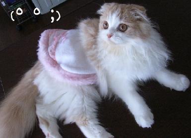 img20061013_2.jpg