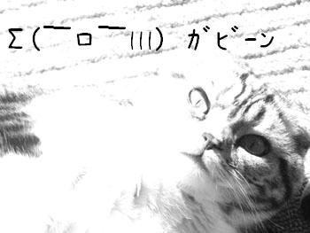 img20060420_3.jpg