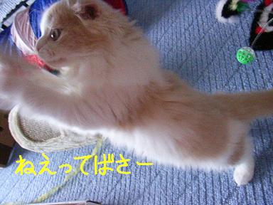 img20060707_2.jpg