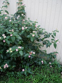 ss-p8130085.jpg