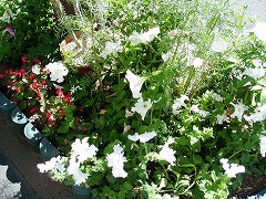 img20060625_2.jpg