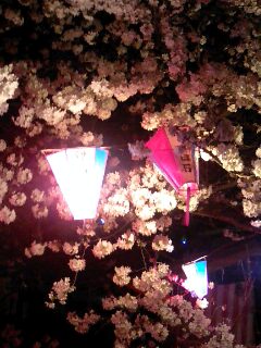 sakura1.jpg