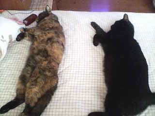 20051003081222.jpg