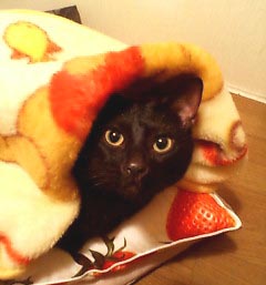 20051029024919.jpg