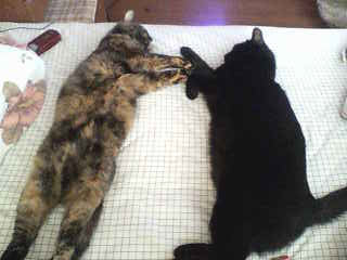 20051003081135.jpg