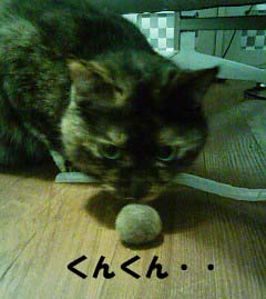 img20060410_1.jpg