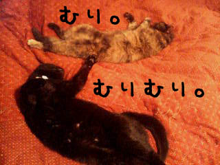 img20060214.jpg