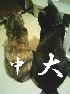 img20070110.jpg