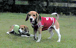 img20050612_4.jpg