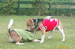 img20050612_3.jpg