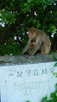 サルの親子