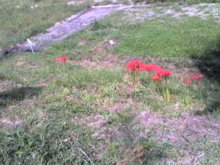 img20091110.jpg
