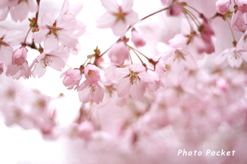 高遠城址公園のコヒガン桜