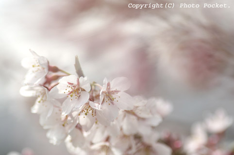 今年出会った桜の写真をアップしました。