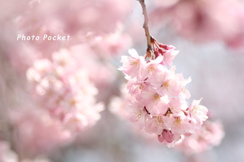 さくら咲く（しだれ桜）